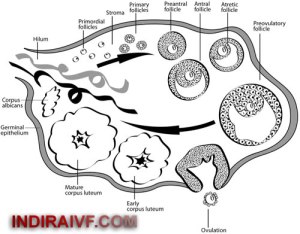 Premature ovarian failure & Infertility
