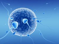IVF - In vitro fertilization