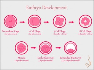 Blastocyst culture and Blastocyst Embryo 